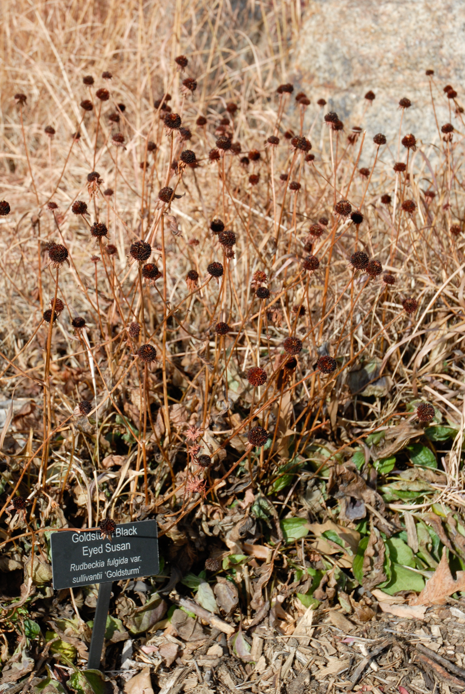 Goldsturm Black-eyed Susan